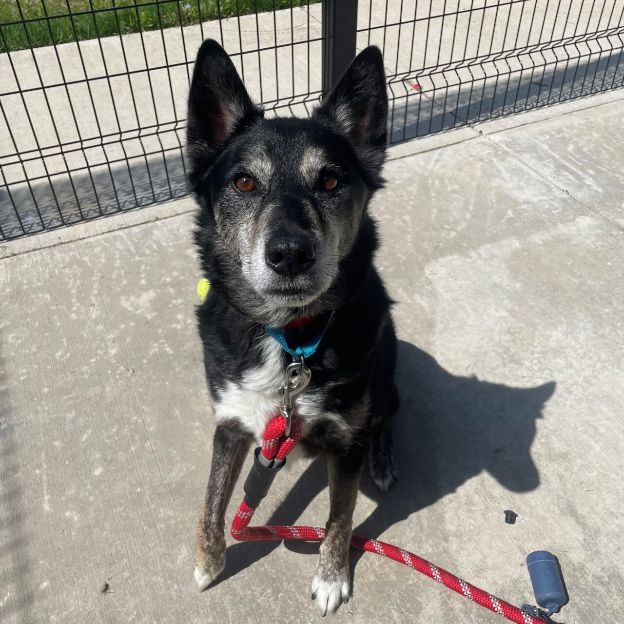 Rock County Honda Pet of the Month - Humane Society of Southern Wisconsin